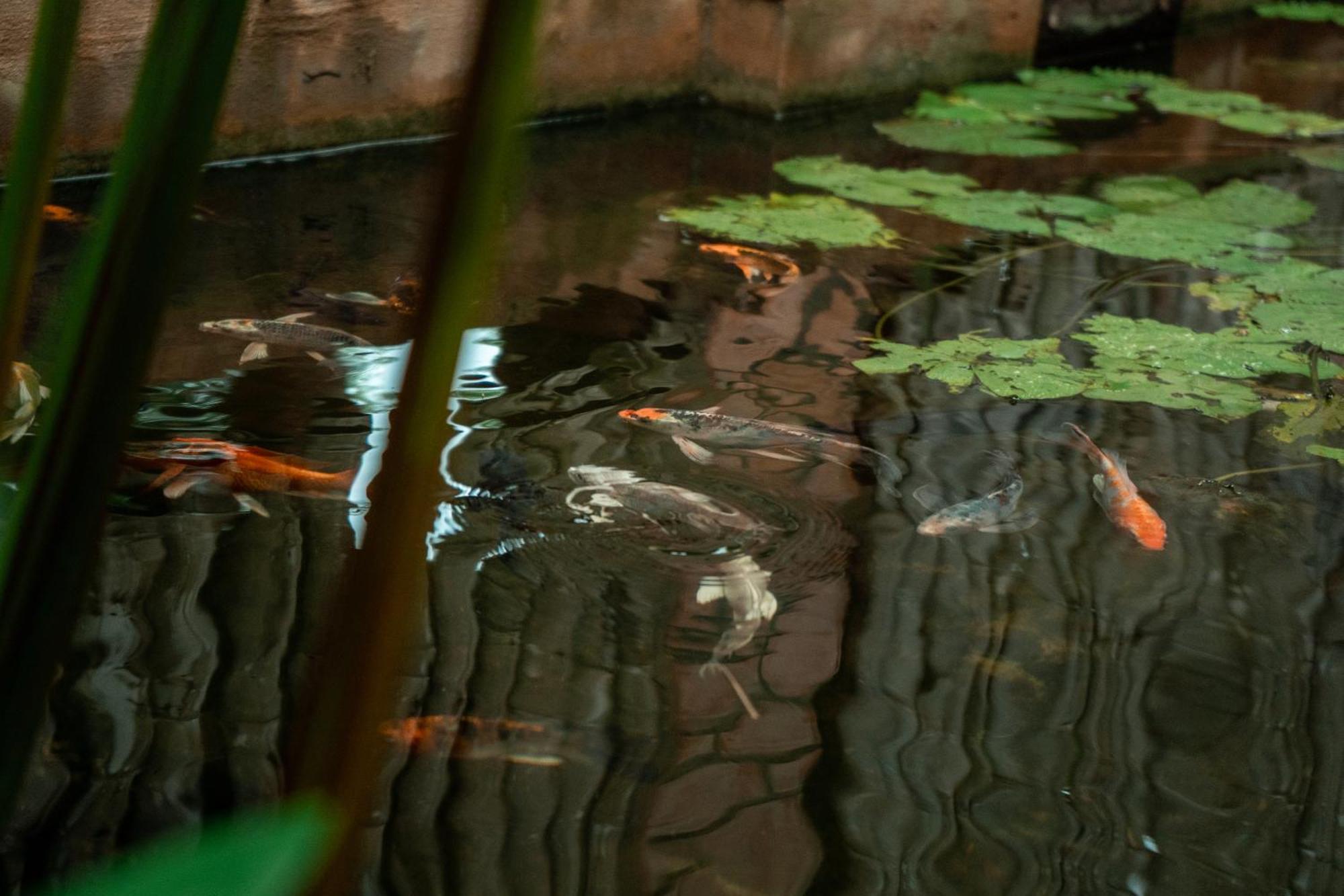Jungle Sanctuary Hotel Siem Reap Exterior photo